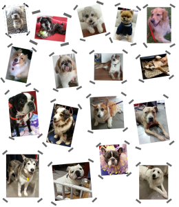 Gallery | Dog Walking and Pet Sitting Singpaore- Dog Walker Singapore